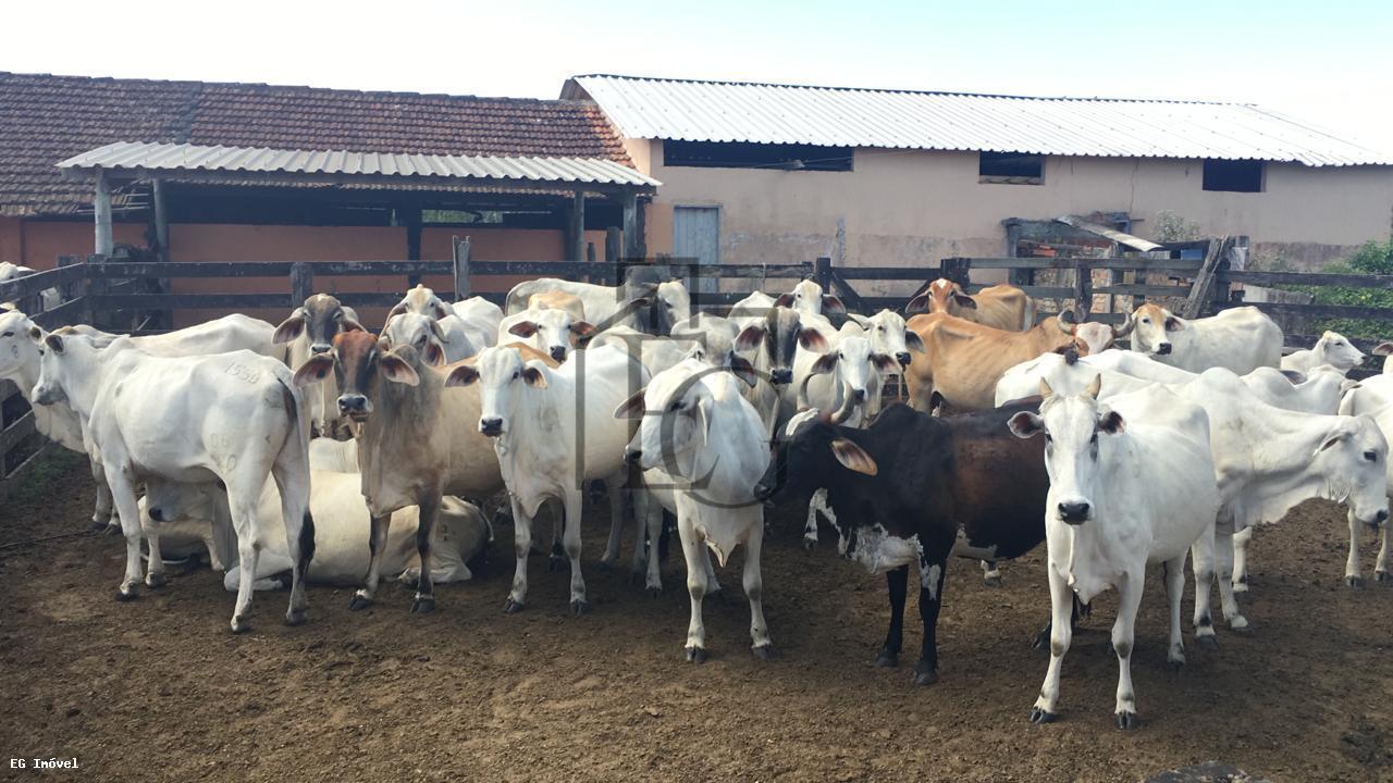 Fazenda, 52 m² - Foto 22